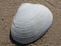 clam-shell